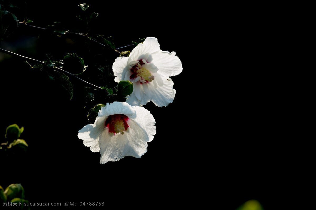 唯美 白色 木槿花 高清 鲜花 白花 绿叶