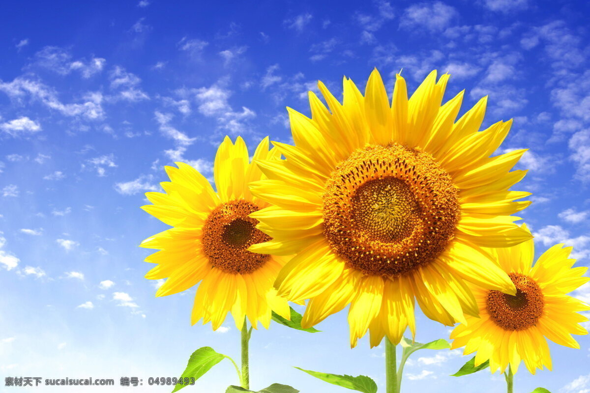 美丽 向日葵 高清 鲜花 花盘 黄色花朵 花瓣 黄色