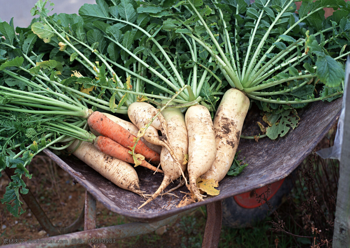 萝卜图片素材 食物 蔬果 丰收 收获 新鲜 田园 白萝卜 胡萝卜 蔬菜图片 餐饮美食