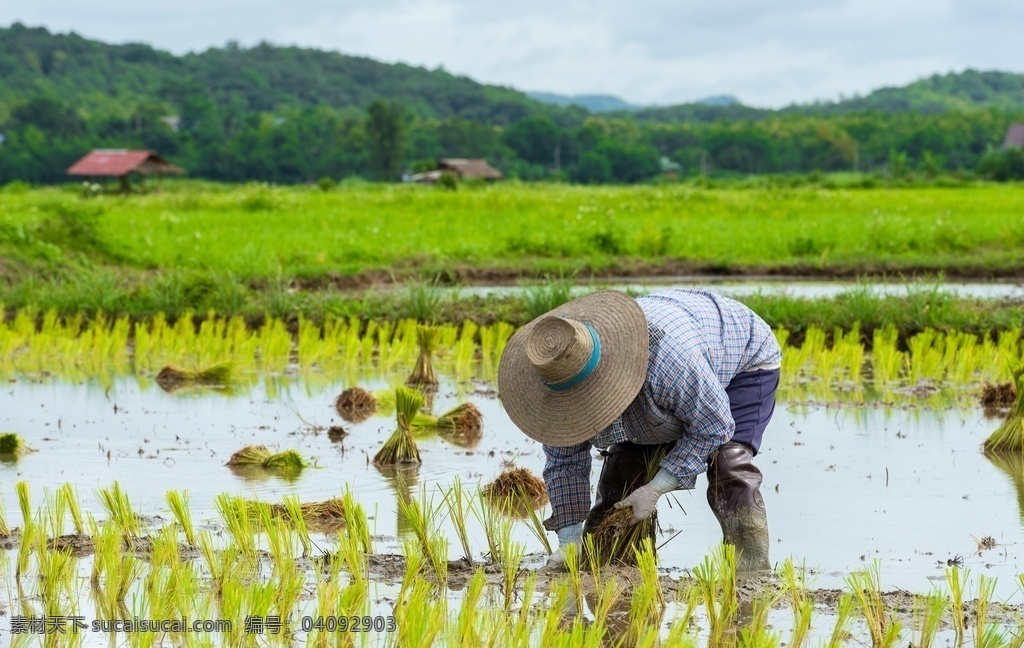 水稻 稻田 种植 农业 背景 海报 素材图片 杂图