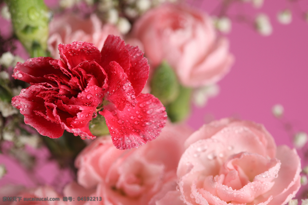 带露 珠 康乃馨 鲜花 花朵 花卉 花草树木 生物世界 粉色
