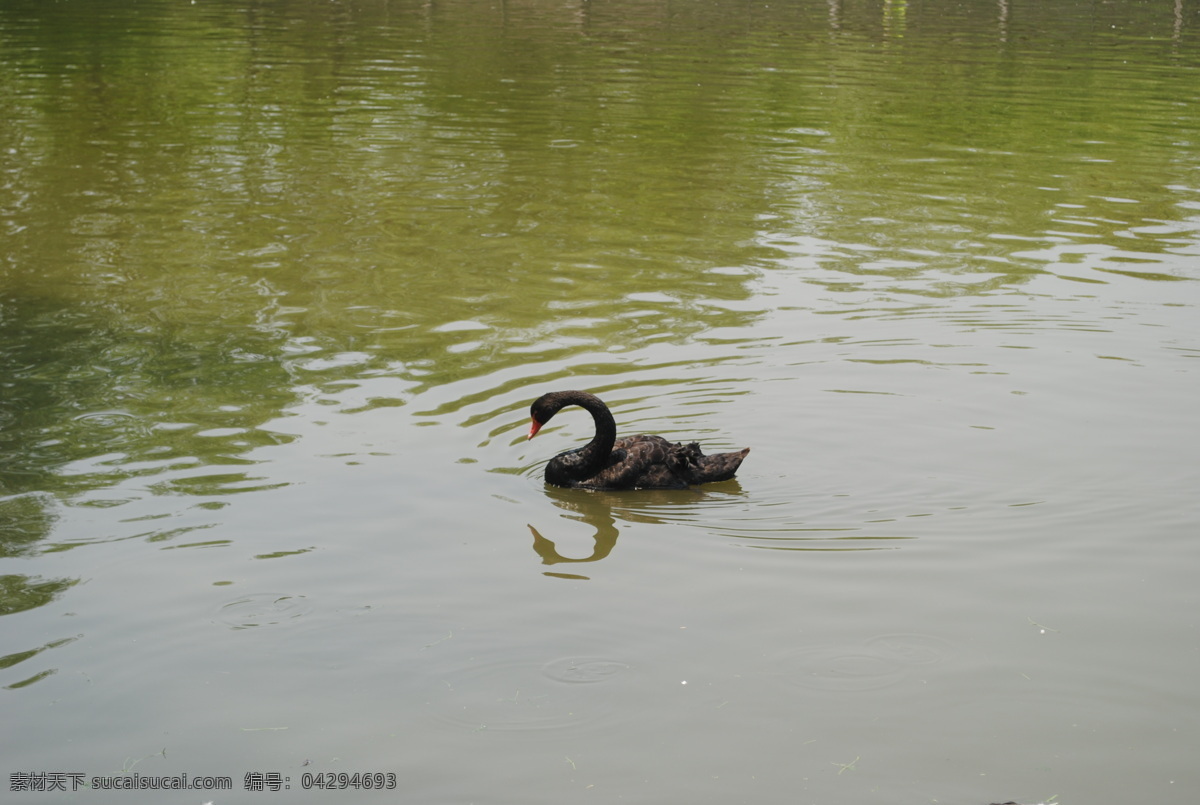 湖中黑天鹅 溱潼 溱湖 黑天鹅 天鹅 湖中 鸟类 生物世界 灰色