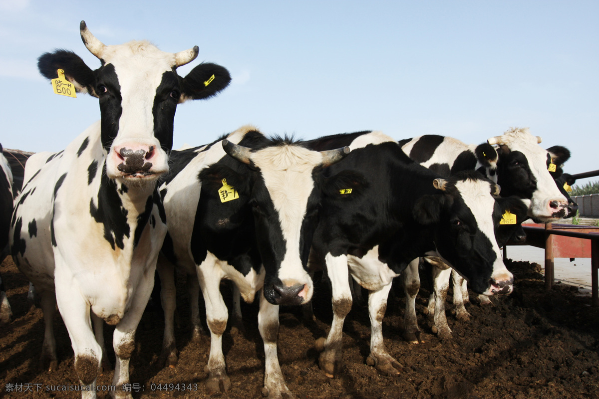 奶牛养殖基地 奶牛 养殖 基地 种牛 母牛 家禽家畜 生物世界