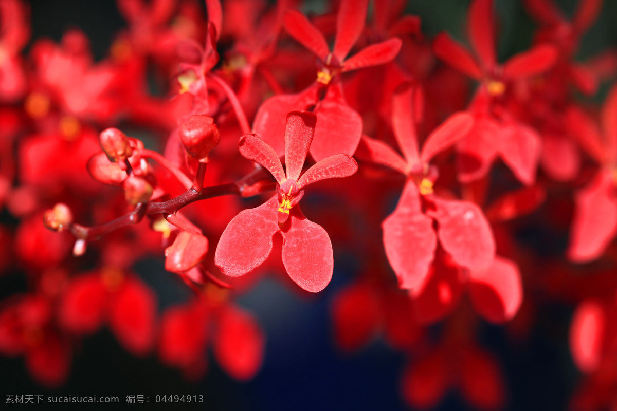 红色 枝头 花朵 背景 鲜花 树枝 其他类别 生活百科