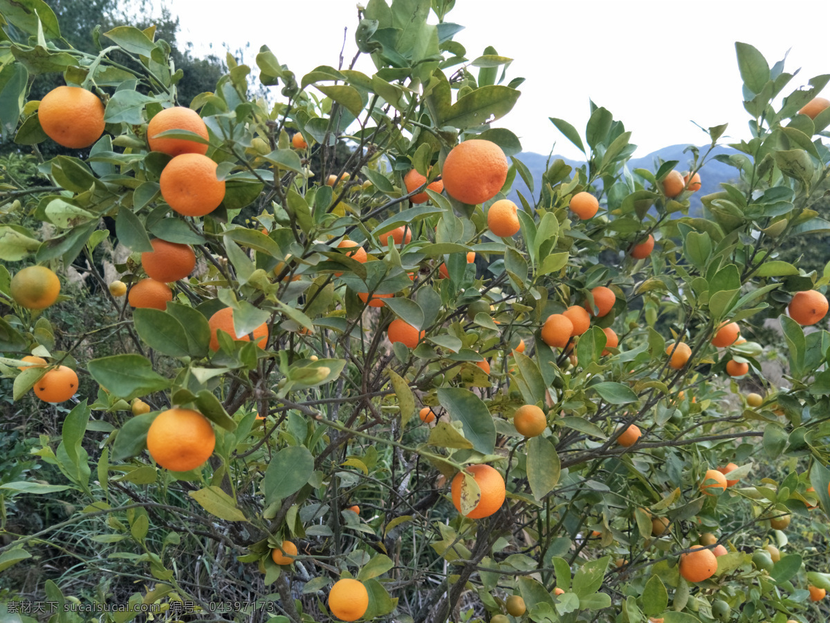 沙糖桔 桔子 桔子树 金橘 橙 自然 新鲜水果 柑橘类水果 橘子树 橘树 桔树 柑橘 橘子 红橘子 红桔子 果园 成熟 丰收 水果 蔬菜 生物世界