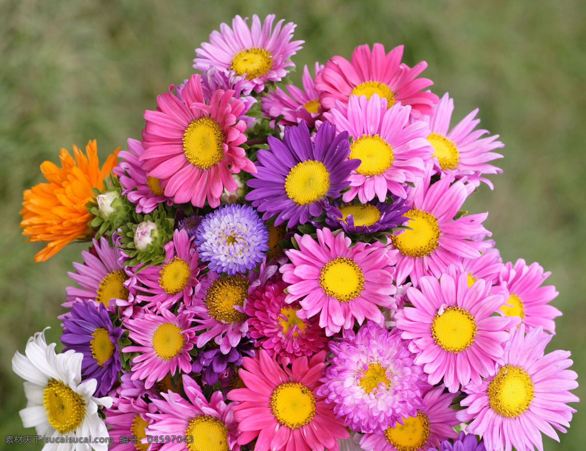 蜂 花 恋 百花世界 花朵 蜜蜂 鲜花 向日葵 蜂花之恋 蜂与花 生物世界