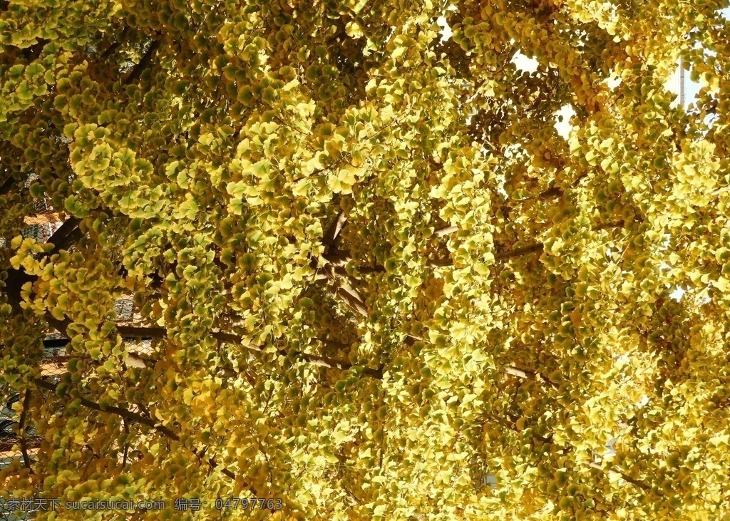 银杏 黄金叶 金叶 树叶 黄叶 叶子 秋色 银杏黄了 黄金叶子 生物世界 树木树叶