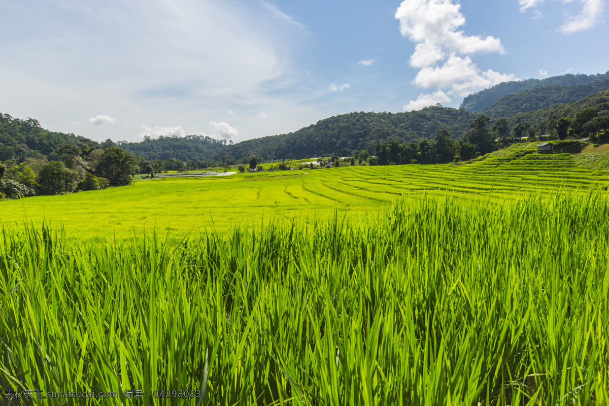 稻田 风景摄影 稻谷 田园风光 乡村风景 美丽风景 美丽景色 美景 自然风光 自然风景 自然景观 绿色