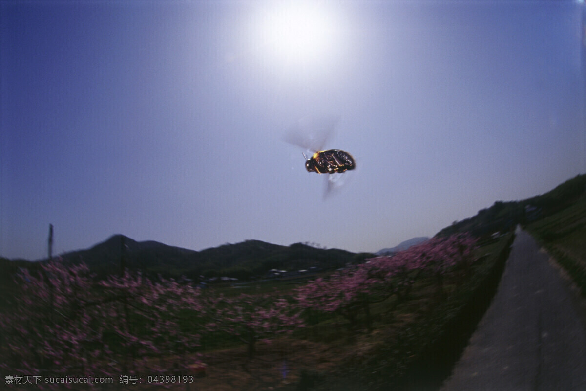 飞翔 蜜蜂 蜜蜂摄影 动物 昆虫 自然风光 大自然 风景 风光 田野 野外 草 摄影图片 草地 树叶 叶子 花草树木 生物世界