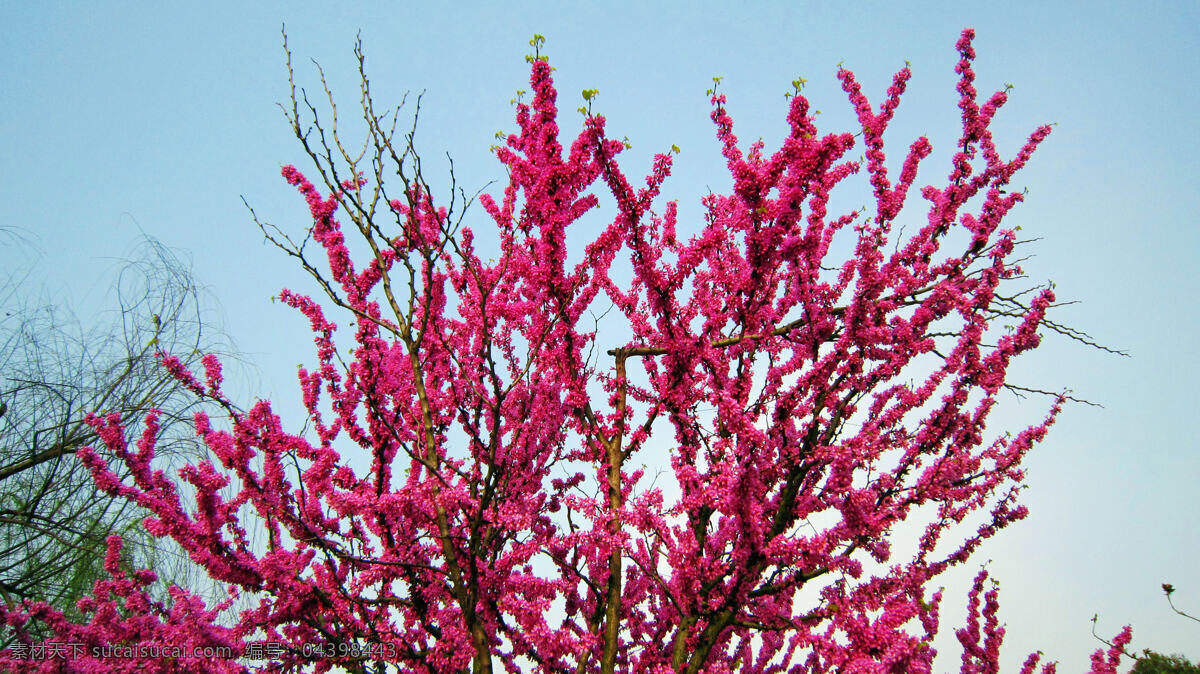 紫荆花 粉色花朵 粉色鲜花 唯美花朵 春天花朵 高清图片