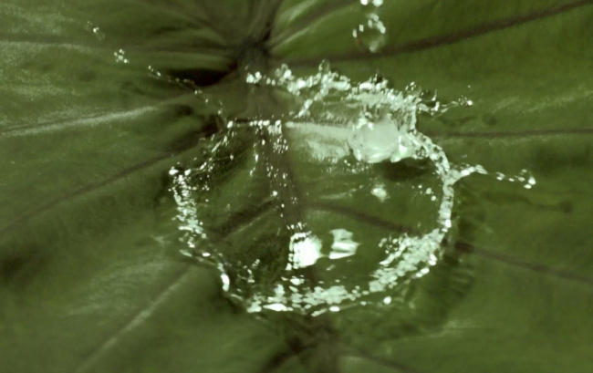 水 滴落 树叶 上 视频素材 水珠 叶子 实拍视频