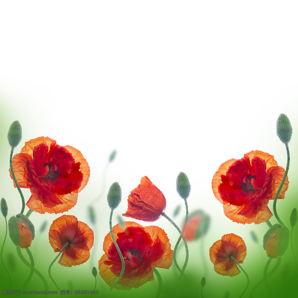 橙色 罂 栗 花 背景 罂栗花 蓝色花 花朵 鲜花 梦幻背景 花草树木 生物世界