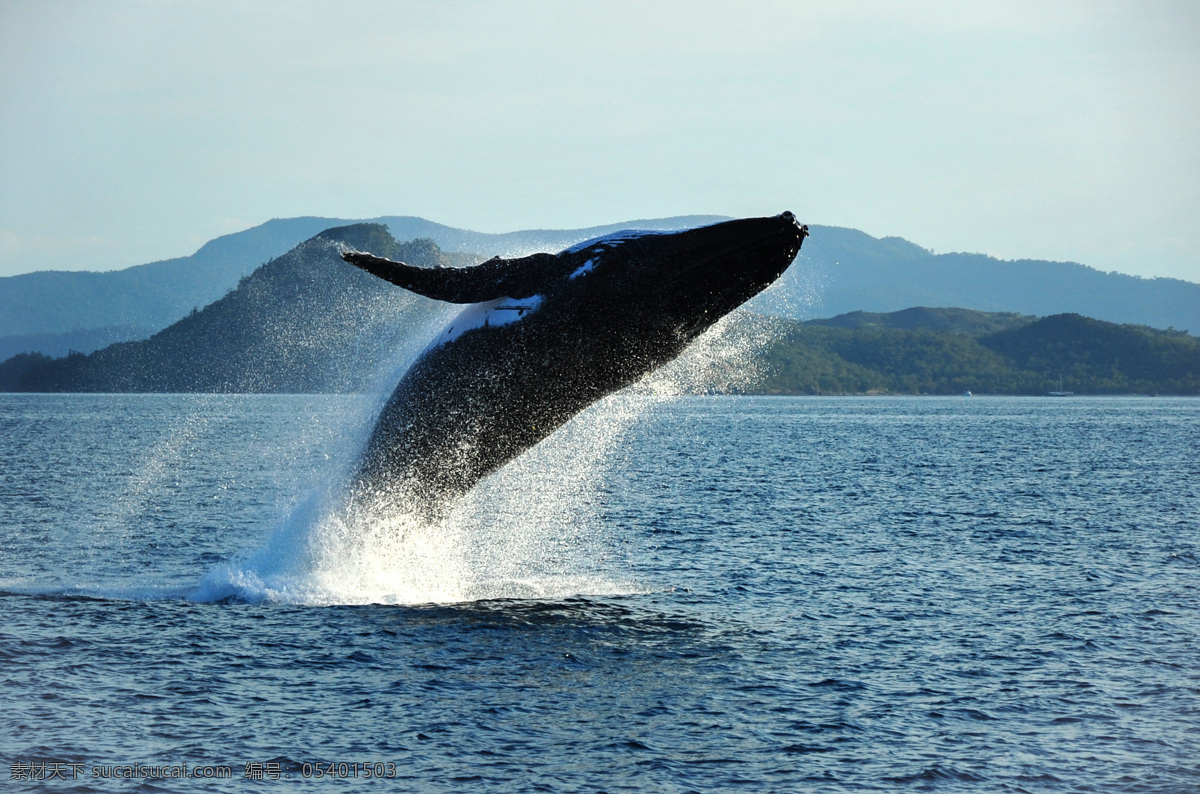大海 飞跃 鲨鱼 海鱼 浪花 海洋生物 海底动物 生物世界 水中生物