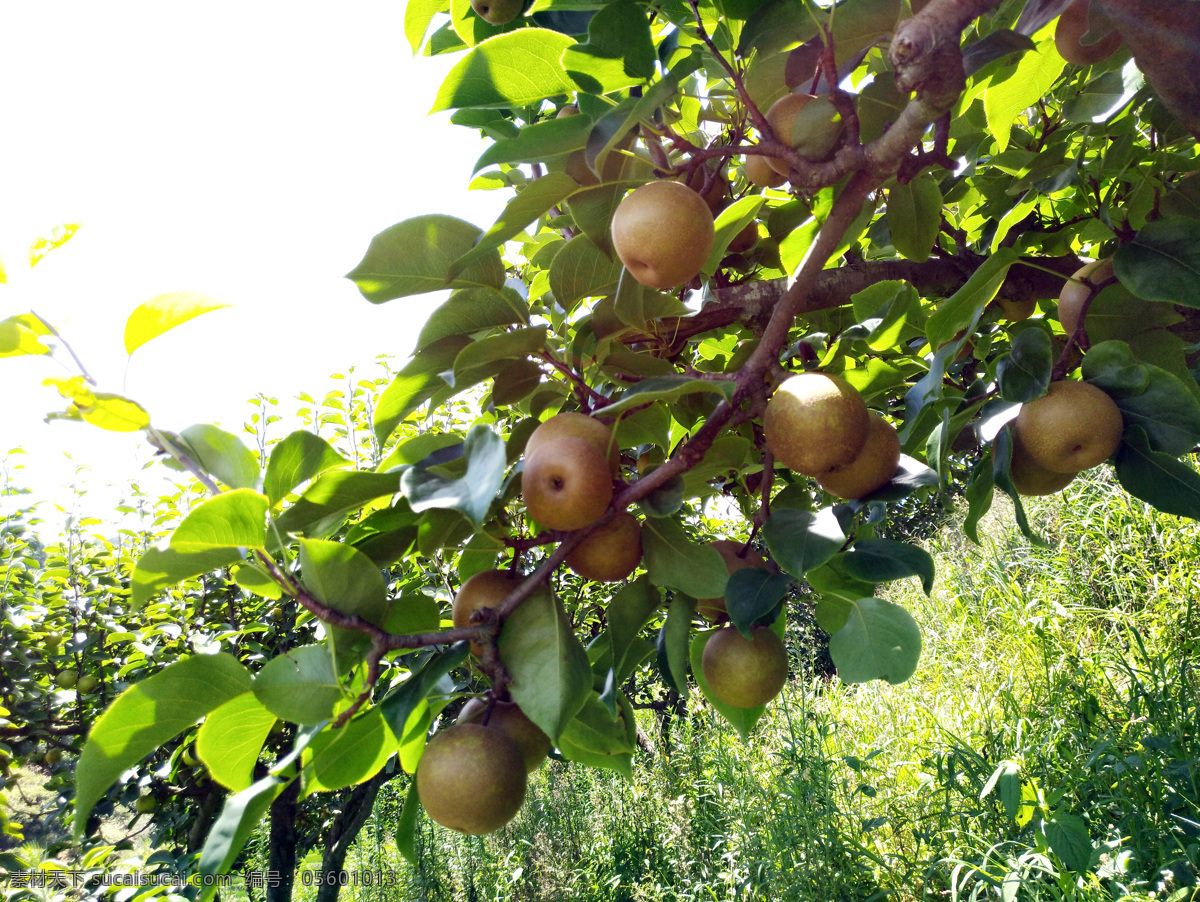 传豪梨 翠冠梨 梨子 传和村 绿色梨子 绿色水果 树上水果 德化梨 背景 绿色背景 水果背景 设计素材 生物世界 水果