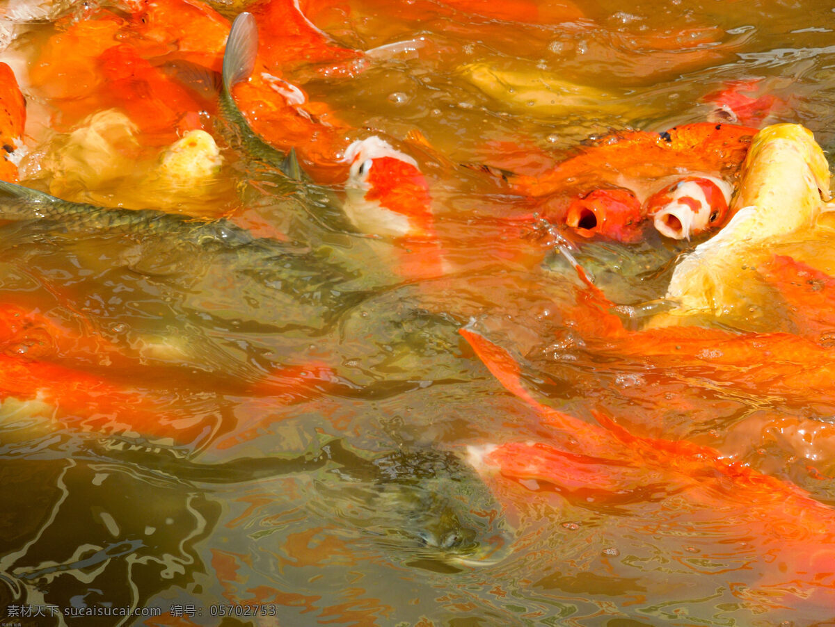 赣州 宝 葫芦 农庄 红 鲤鱼 生物世界 鱼儿 鱼类 鱼群 红鲤鱼 红鱼