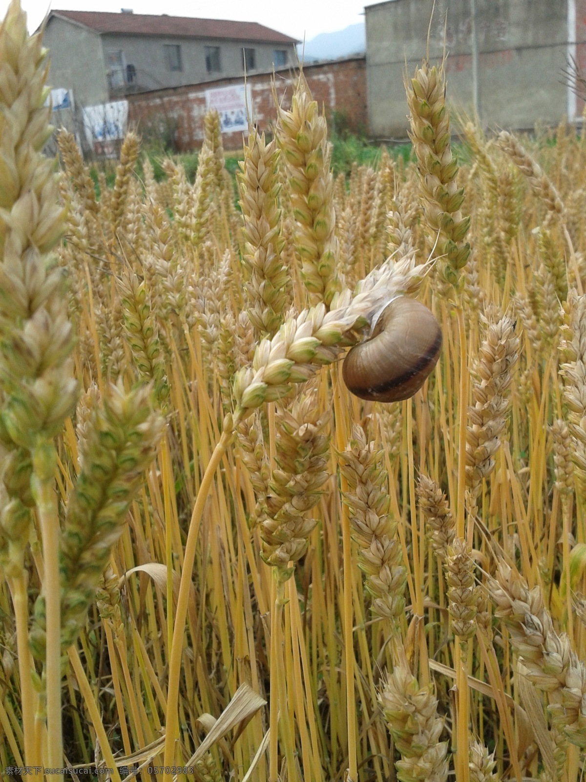 蜗牛 奋斗 金色 昆虫 麦子 生物世界 蜗牛背着重壳
