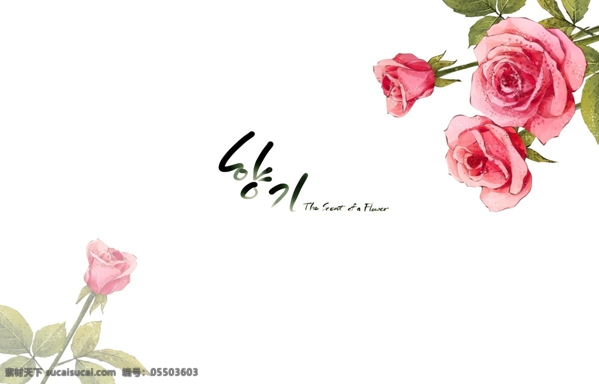 粉玫瑰 广告设计模板 玫瑰 手绘鲜花 源文件 粉 分层 模板下载 粉玫瑰分层 白色