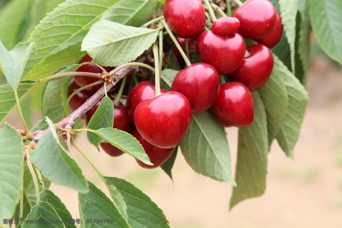 大樱桃 车厘子 拍摄 地方特色 新鲜水果 国产樱桃 生物世界 水果