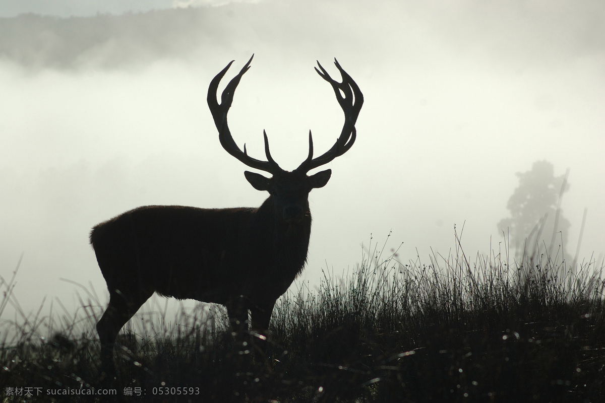 鹿 高清 摄影图片 麋鹿 鹿角 野生动物 巴克 哺乳动物 动物 荒野 雄鹿 生物世界