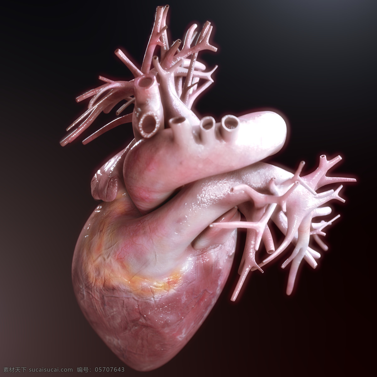 心脏 血管 模型 心脏血管模型 人体器官 心脏模型 心血管 内脏 医疗素材 人体器官图 人物图片