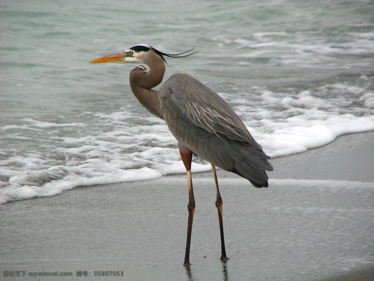 海鸟 海滩 鸟 鸟类 沙滩 生物世界 海浪飞鸟 鸟类摄影 psd源文件