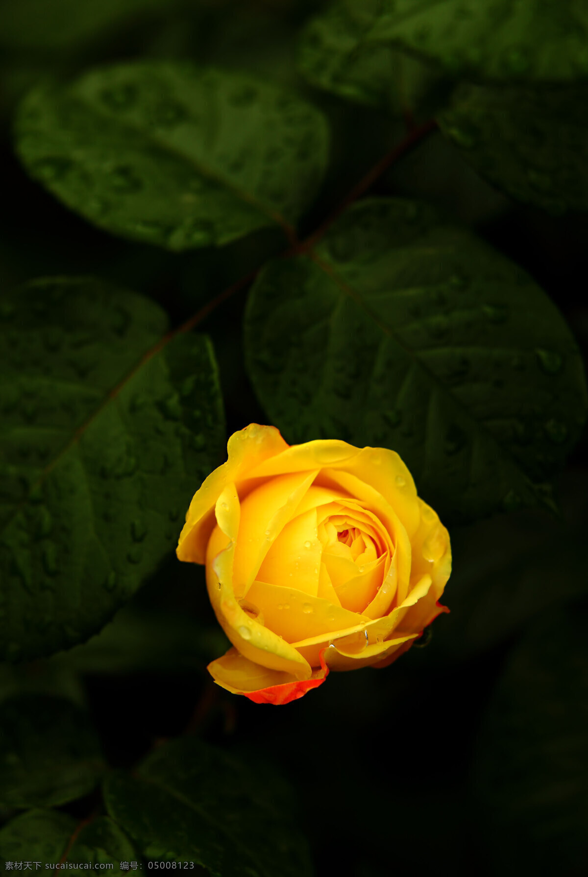 唯美 黄 玫瑰花 高清 鲜花 黄色 黄花 玫瑰 浪漫