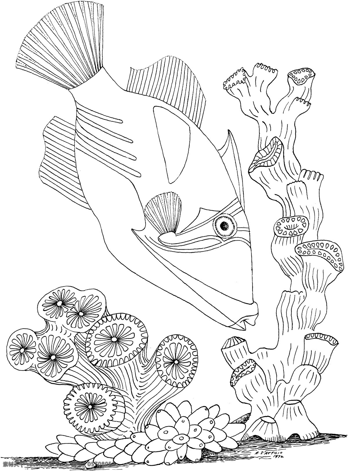 海洋生物 动物素材 海洋 动物 手绘 画 设计素材 动物专辑 素描速写 书画美术 白色