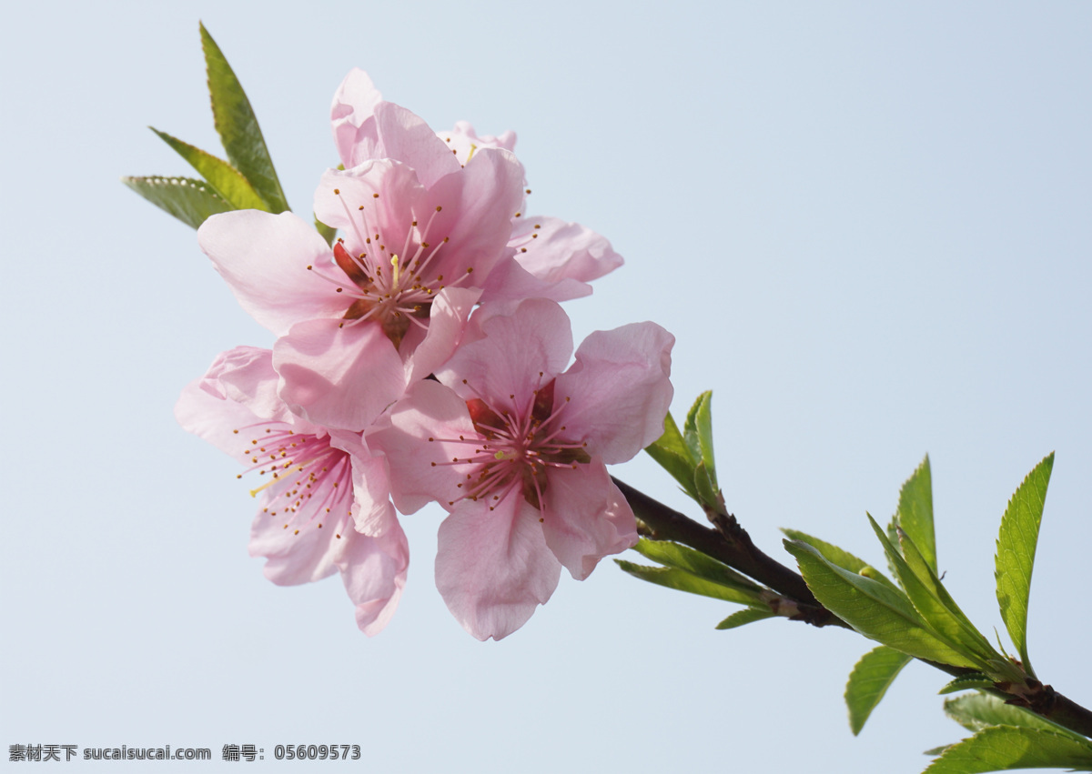 碧桃 绯桃 红花碧桃 绛桃 千瓣红桃 单瓣白桃 千瓣白桃 紫叶桃花 垂枝碧桃 撒金碧桃 塔型碧桃 寿星桃 桃树 桃花素材 桃花背景 桃花特写 桃花壁纸