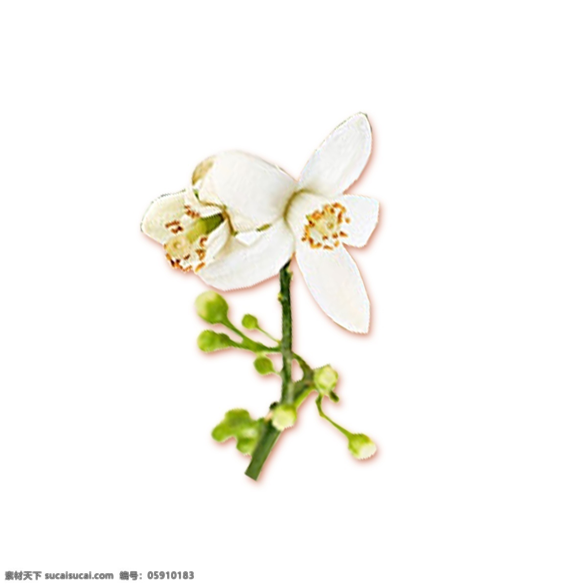 手绘 白色 小花 元素 植物