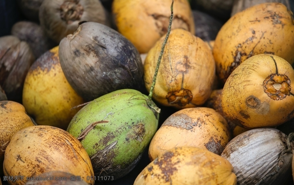 椰子图片 水果 果实 香甜 酸甜 美味 果酸 维生素 丰收 水果节 餐饮与蔬果 生物世界