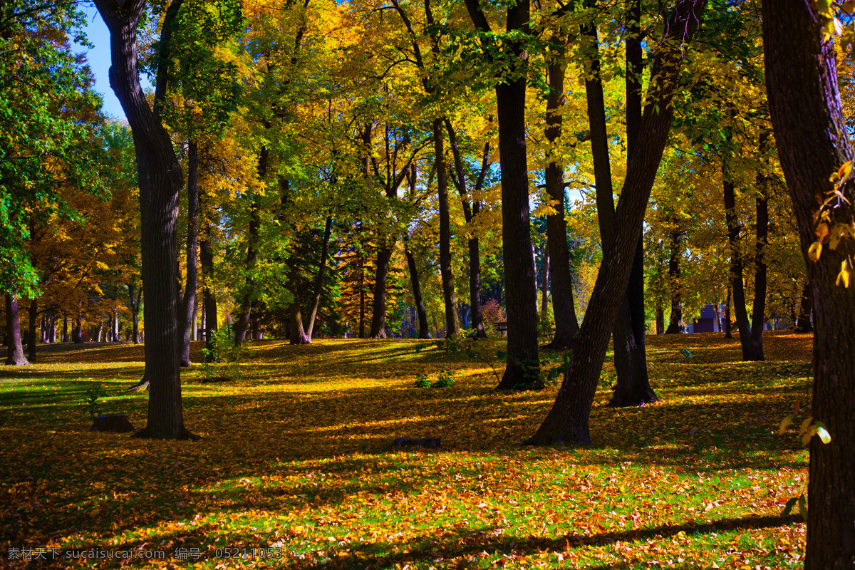 银杏树林 小树林摄影 小树林 黄色叶子 红色叶子 秋天 秋天的树林 蓝天 白云 旅游摄影 国外风景 国外旅游 风景 自然风景 自然景观