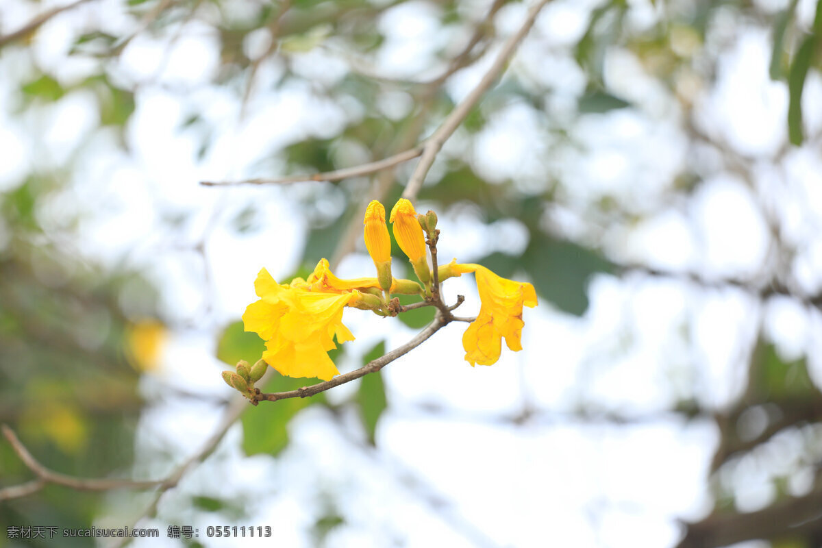 风铃花 小黄花 植物 观赏 园林 自然景观 山水风景