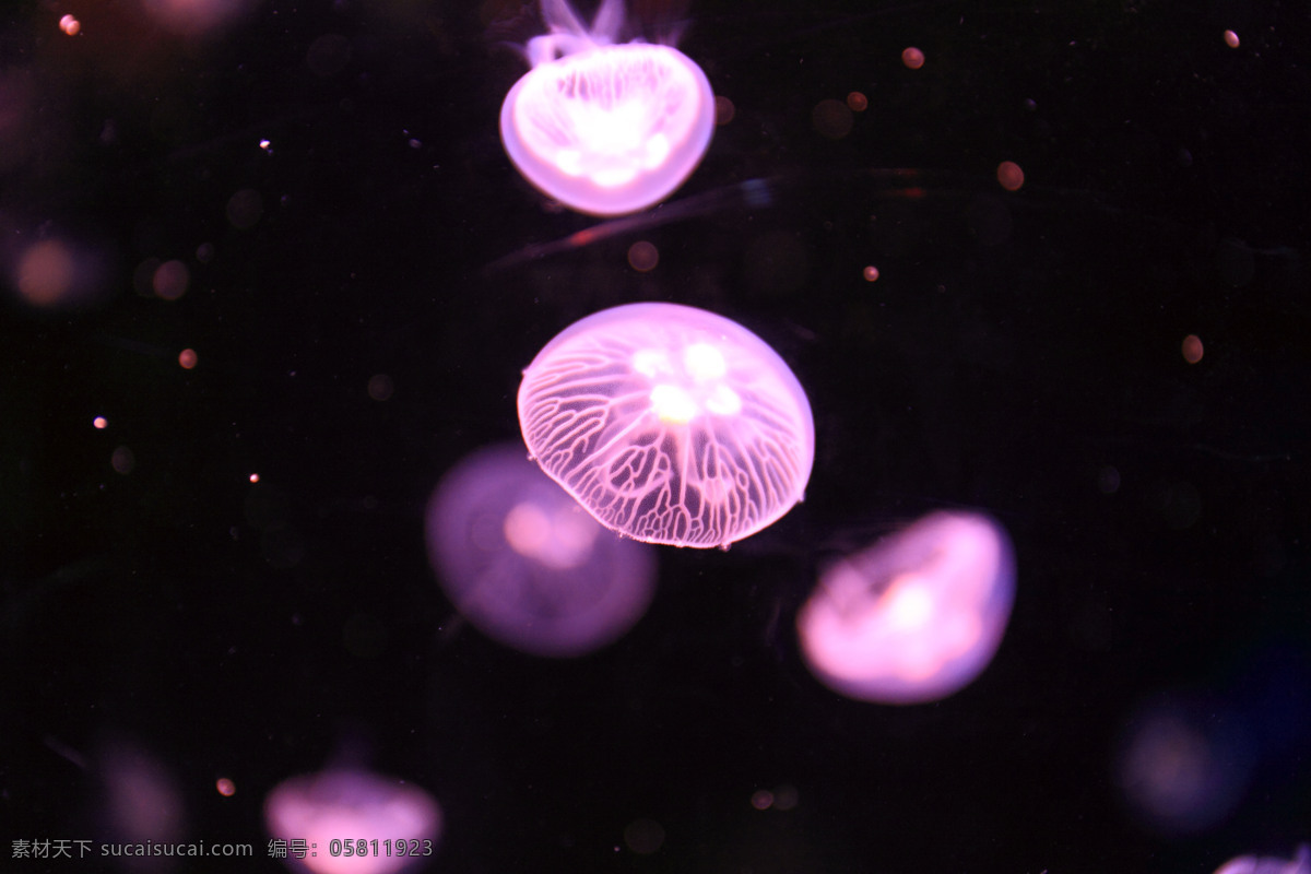 浮游生物 水母 刺胞动物 伞状体 触手 漂浮 透明 漂游 水生动物 海蜇 无脊椎 生物世界 海洋生物