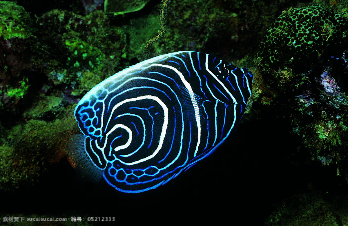 海洋生物 海底世界 海洋 礁石 生物世界 鱼 鱼类 珊蝴礁石 珊蝴 海底景色