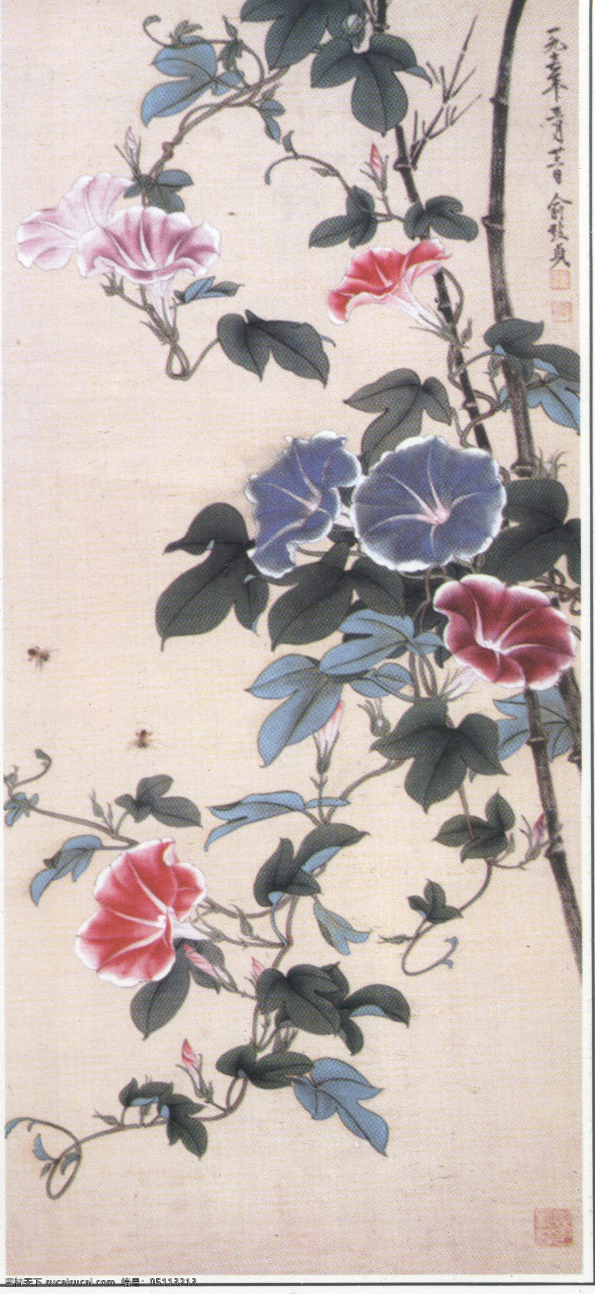 工笔花卉 牵牛花 工笔白描 绘画书法 文化艺术
