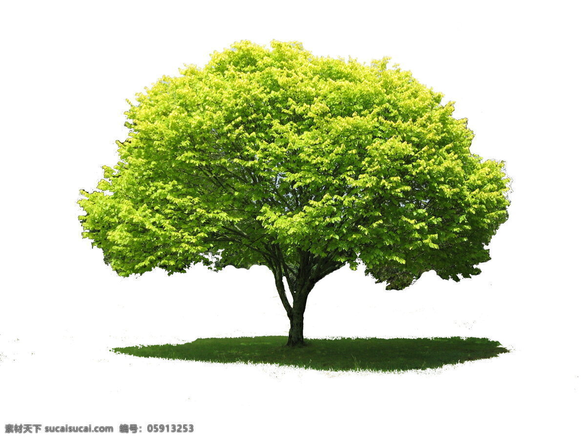 绿色 树木 高清 植物 植被 枝叶 树荫