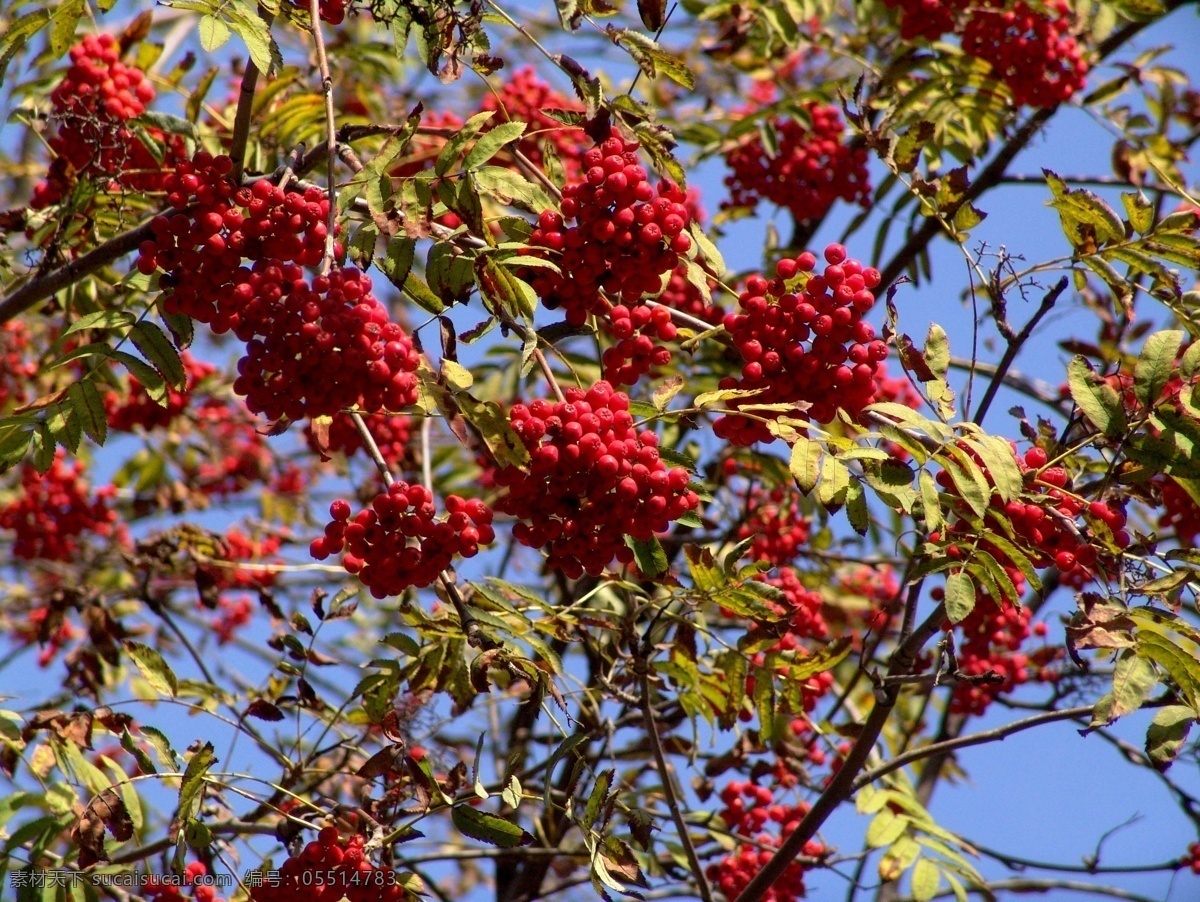 红色 果子 树 红色果子树 大树 树木 树叶 花草树木 自然风光 秋季自然景色 秋天美丽风景 秋天风光 其他风光 风景图片