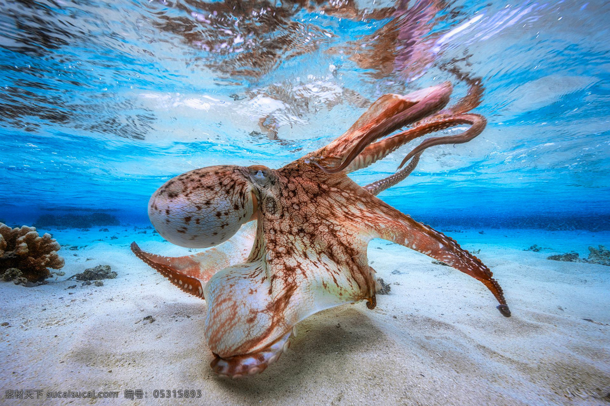 舞动的章鱼 章鱼 乌贼 海洋生物 海鲜 鱿鱼 吸盘 张牙舞爪 海底世界 宏源图库 生物世界