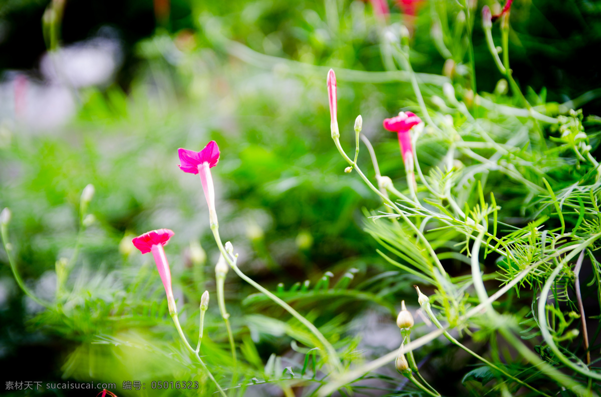 花草 茑 萝 松 茑萝松 花花 草草 花卉 生物世界