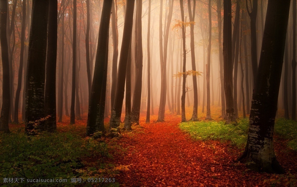 秋季 森林 秋季森林 金秋 落叶 红色 金黄 金色阳光 树木树叶 雾气 生物世界