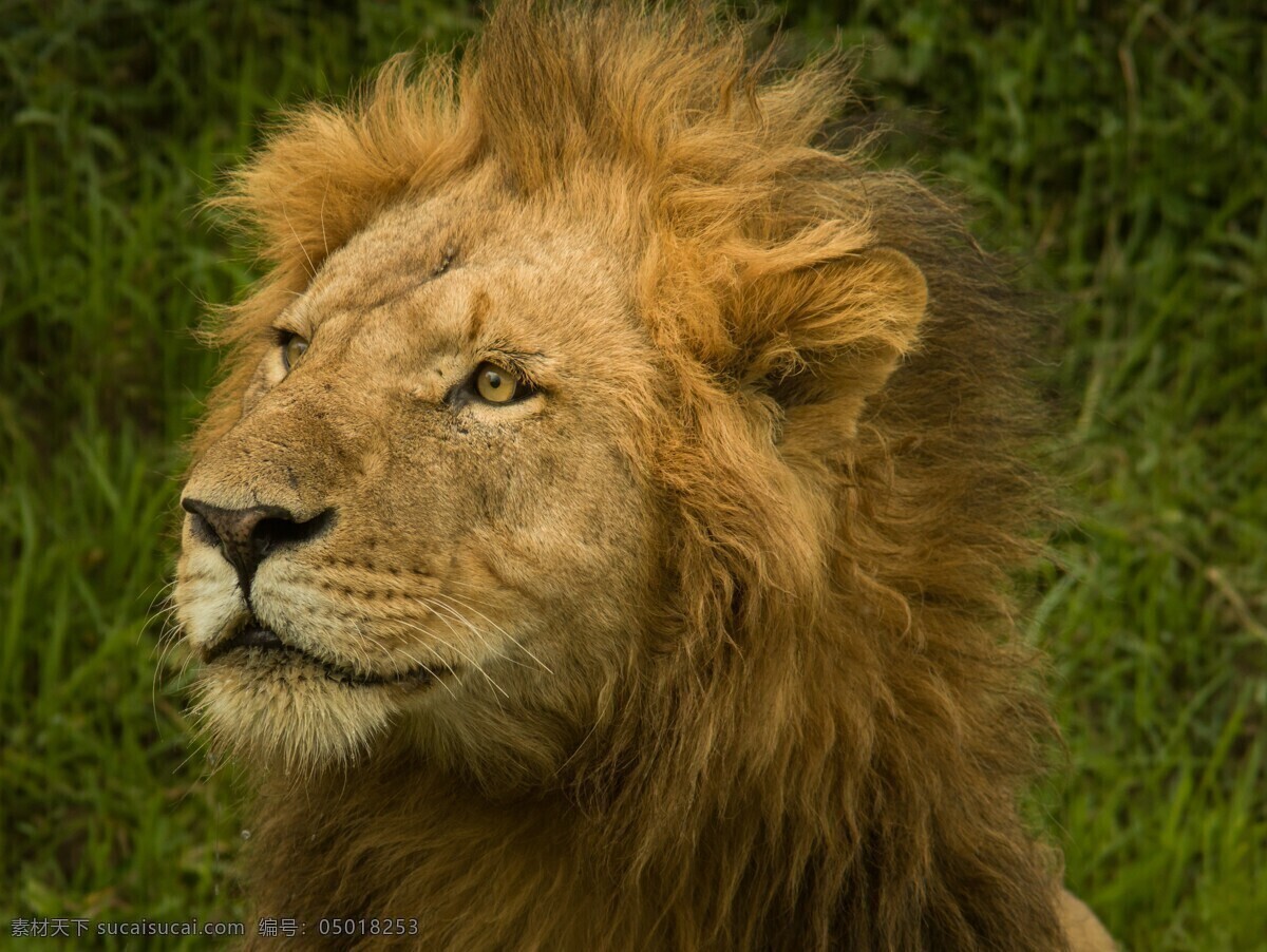 狮子 野生动物 非洲 雄狮 狮头 草原 动物 生物世界