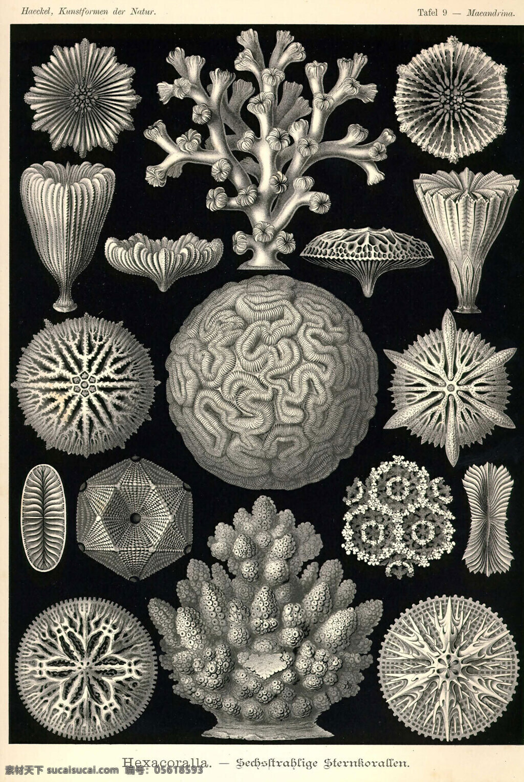 自然 艺术 黑白 精美 珊瑚 手绘 线描 文化艺术
