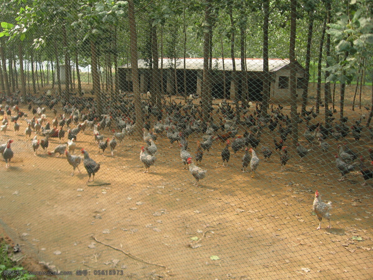 山鸡 养殖 基地 山鸡养殖基地 肉食鸡圈养 小鸡养殖 鸡场 养鸡户 家禽家畜 生物世界