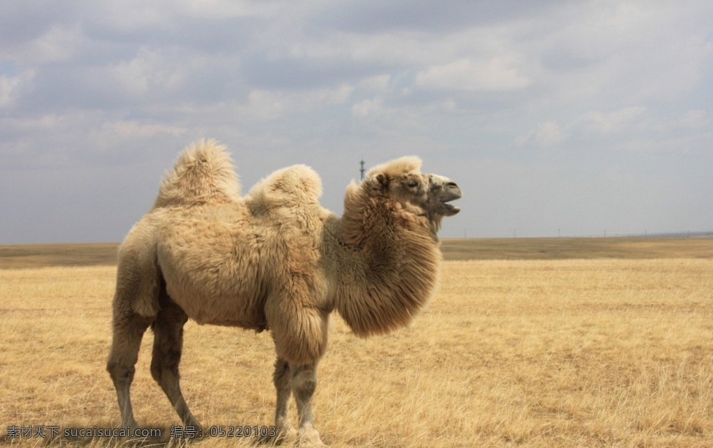 金秋骆驼 骆驼 呼伦贝尔草原 秋色 内蒙古草原 秋色草原 其他生物 生物世界