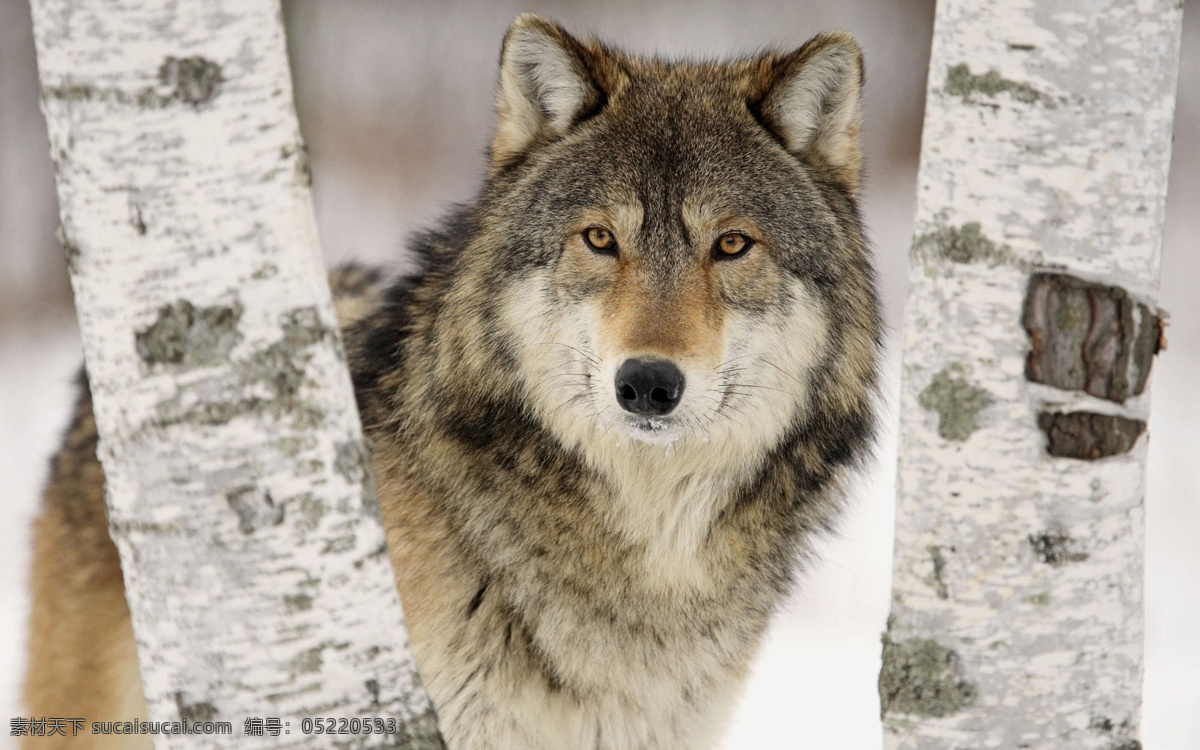狼性 狼写真 动物写真 白桦树 动物图片 生物世界 野生动物