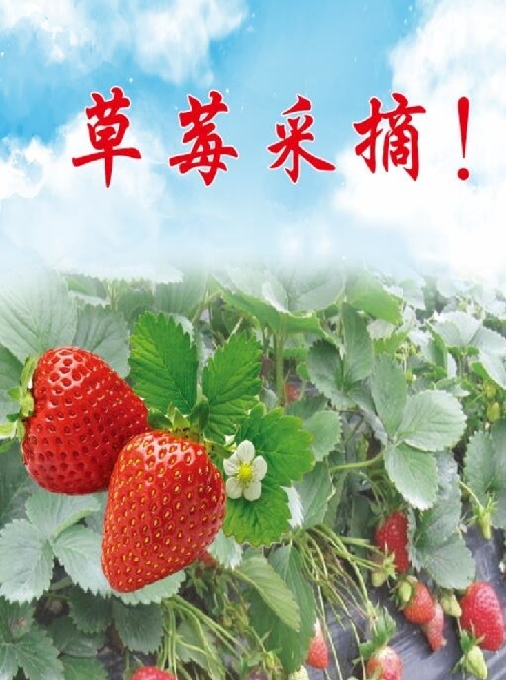 草莓采摘 草莓 采摘 草莓苗 蓝天 白云