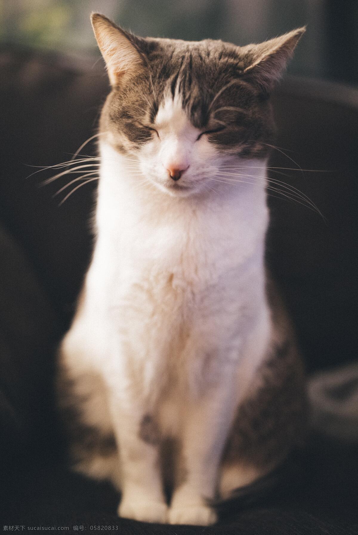 猫 宠物 动物 高清壁纸 壁纸 萌萌哒 兽 萌宠 动物世界 生物世界 野生动物