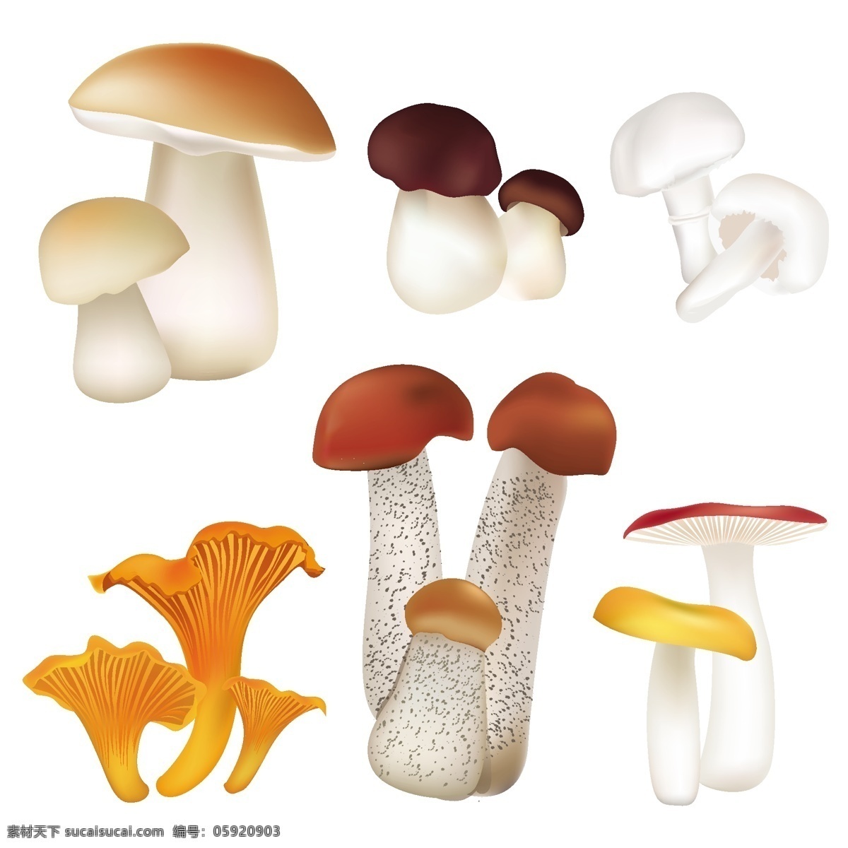 矢量 蘑菇 模板下载 菌类生物 食物 蔬菜水果 生物世界 餐饮美食 生活百科 矢量素材 白色