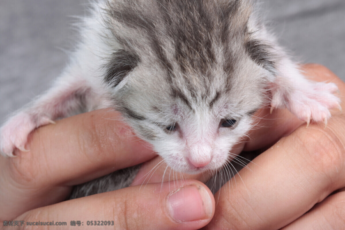 可爱 小猫 可爱小猫图片 小猫图片 猫咪 猫 cats 小猫图片大全 小动物 宠物 猫摄影图片 生物世界 高清图片 猫咪图片