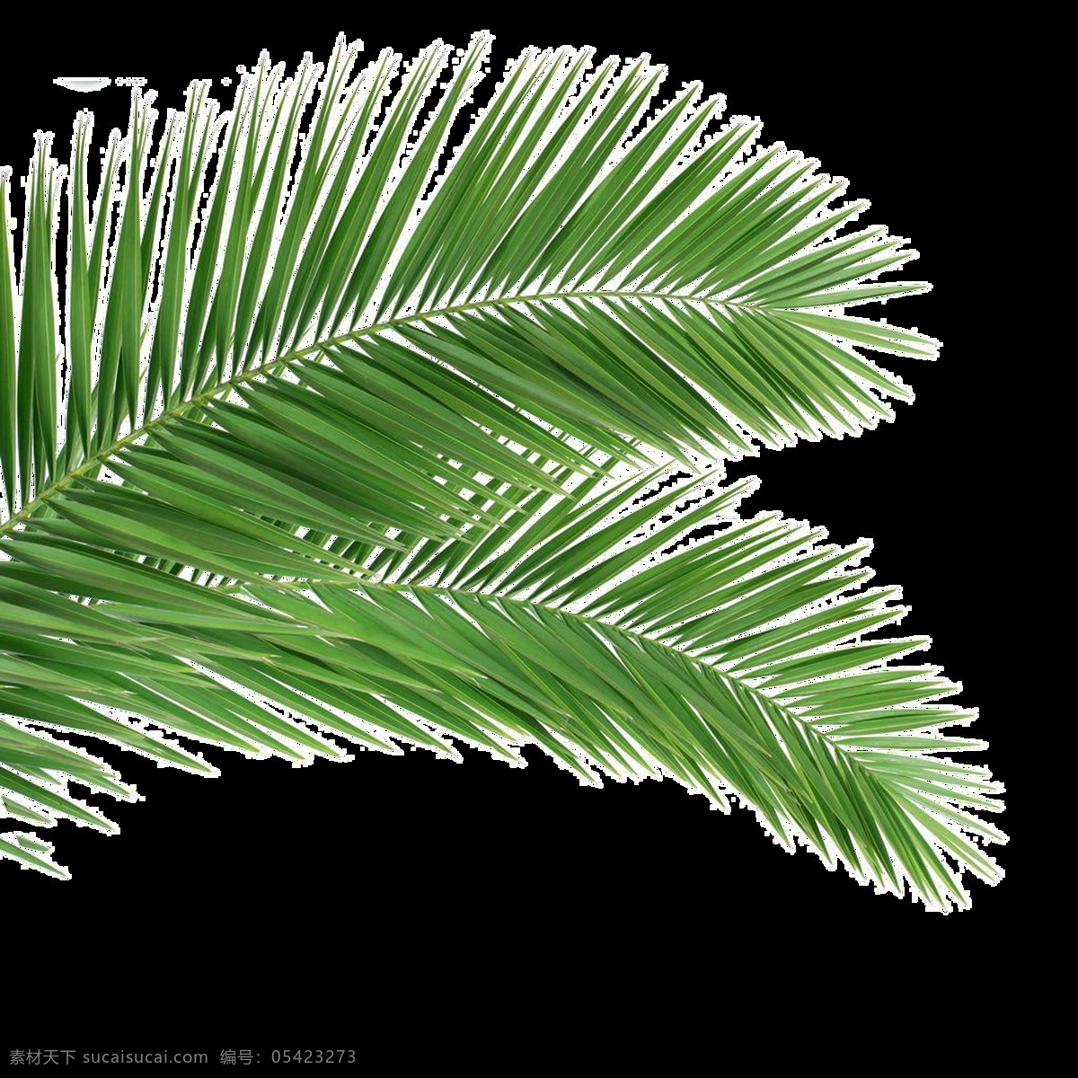 两 块 铁树 树叶 透明 植物 绿色 绿叶 免扣素材 透明素材 叶片 装饰图片